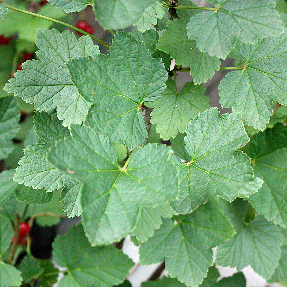 Rote Johannisbeere 'Jonkheer van Tets'