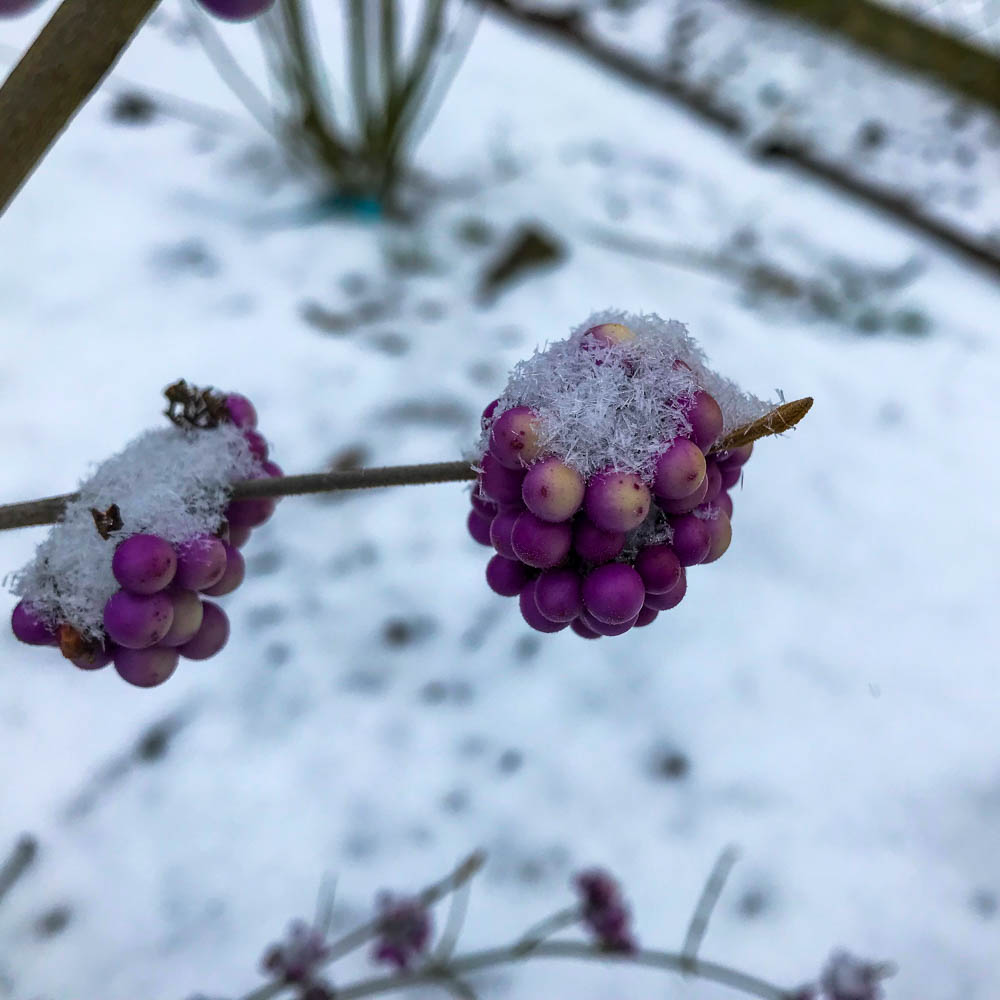 Schönfrucht, Beeren, Fruchtschmuck