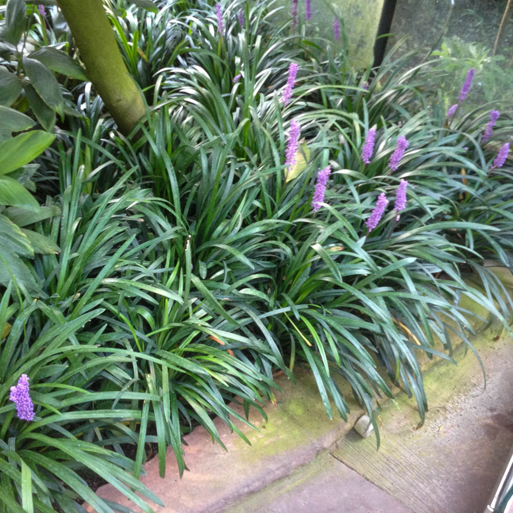 Lilientraube 'Big Blue'