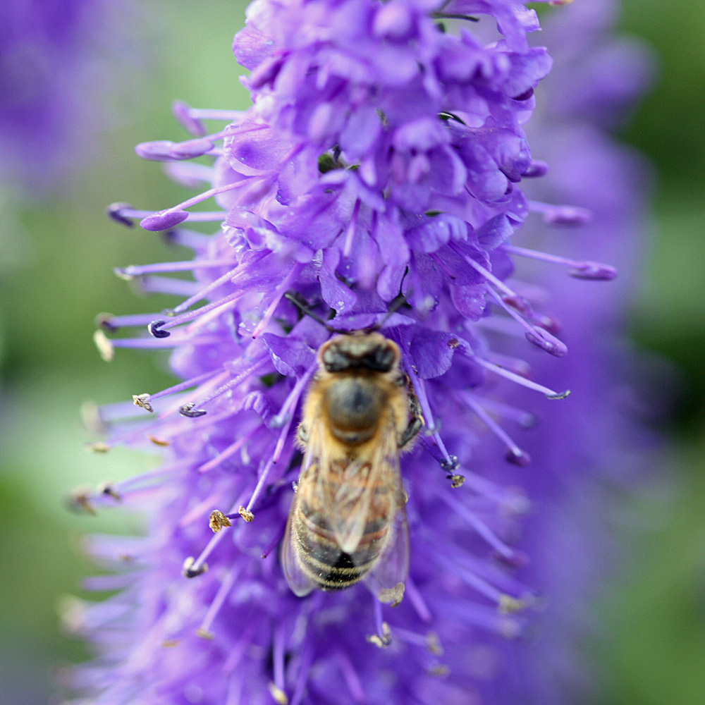 Ehrenpreis Blauriesin, Veronica, Blütenstaude