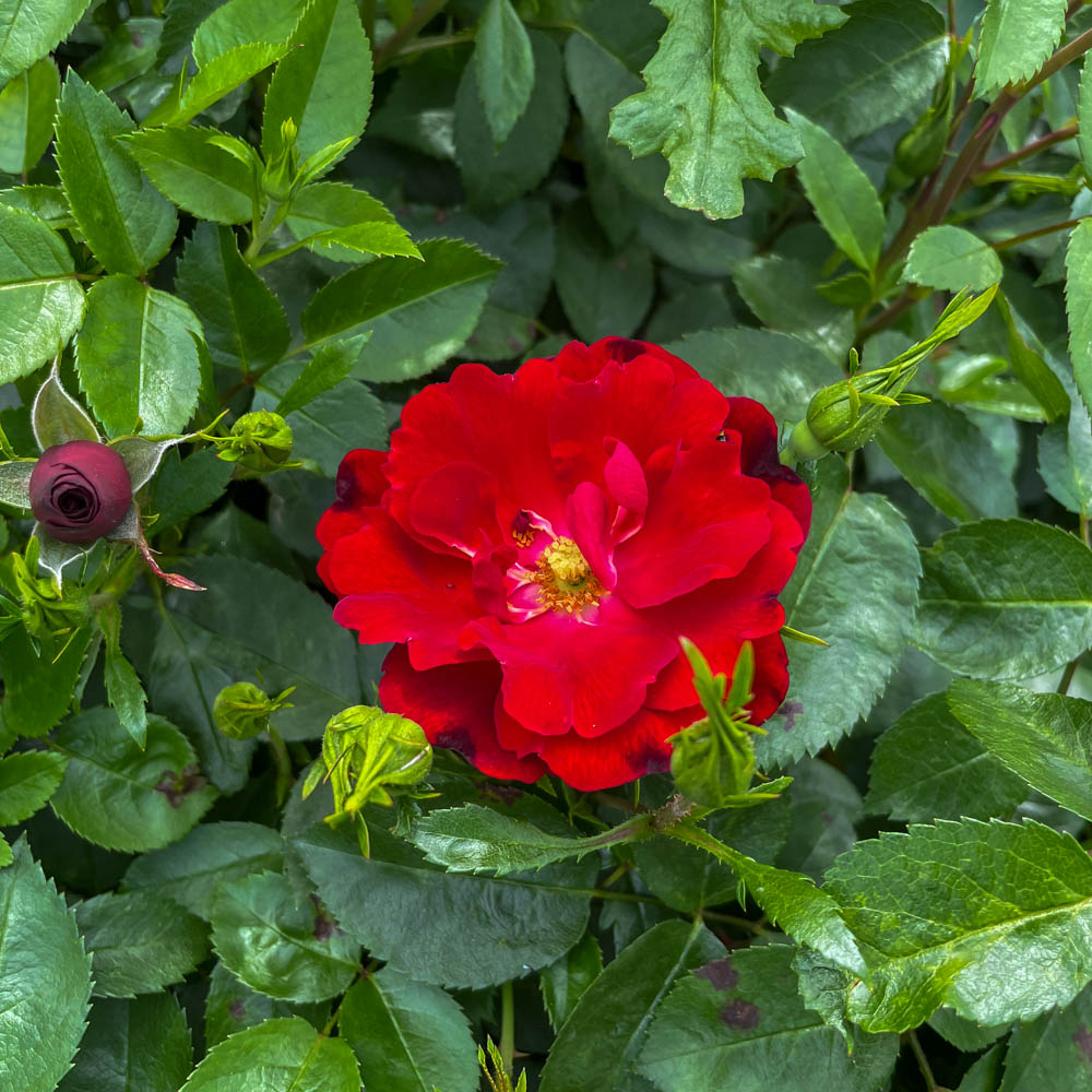 Bodendeckerrose 'Cayenne'