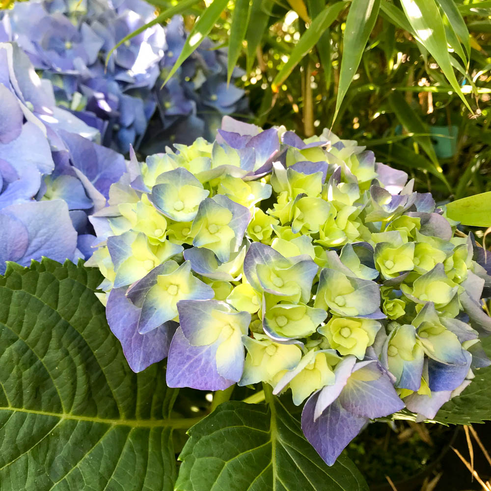 Bauernhortensie Bela, Hortensie, Hydrangea, Blütengehölz