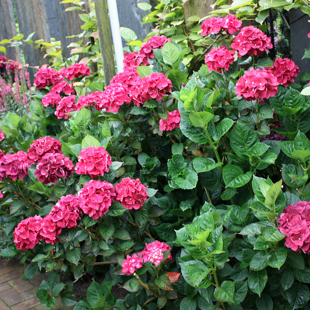 Bauernhortensie Leuchtfeuer, Hydrangea, Hortensie, Blütengehhölz