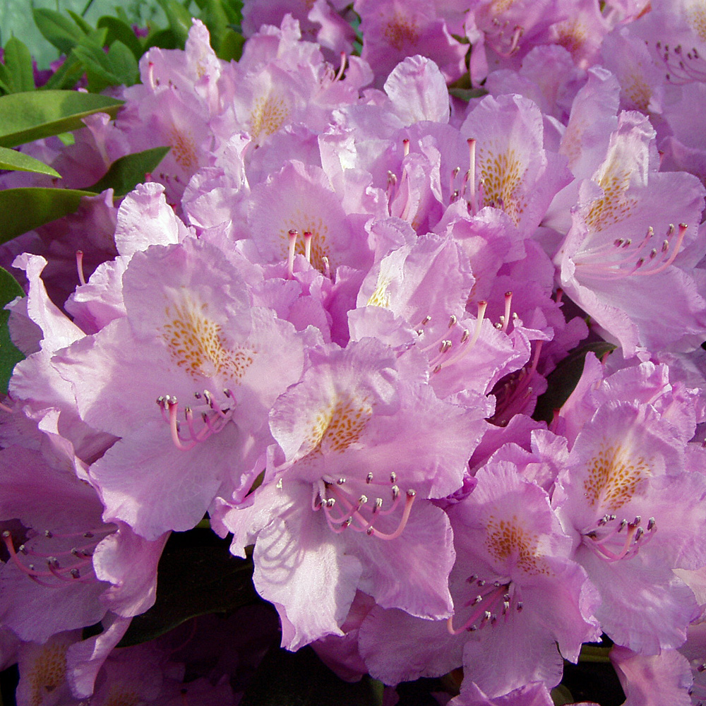 Rhododendron Catawbiense Grandiflora, Azalee, Frühjahr, immergrün