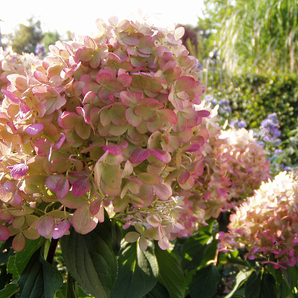 Hortensie Limelight, Hydrangea, Rispenhortensie, Blütenbälle