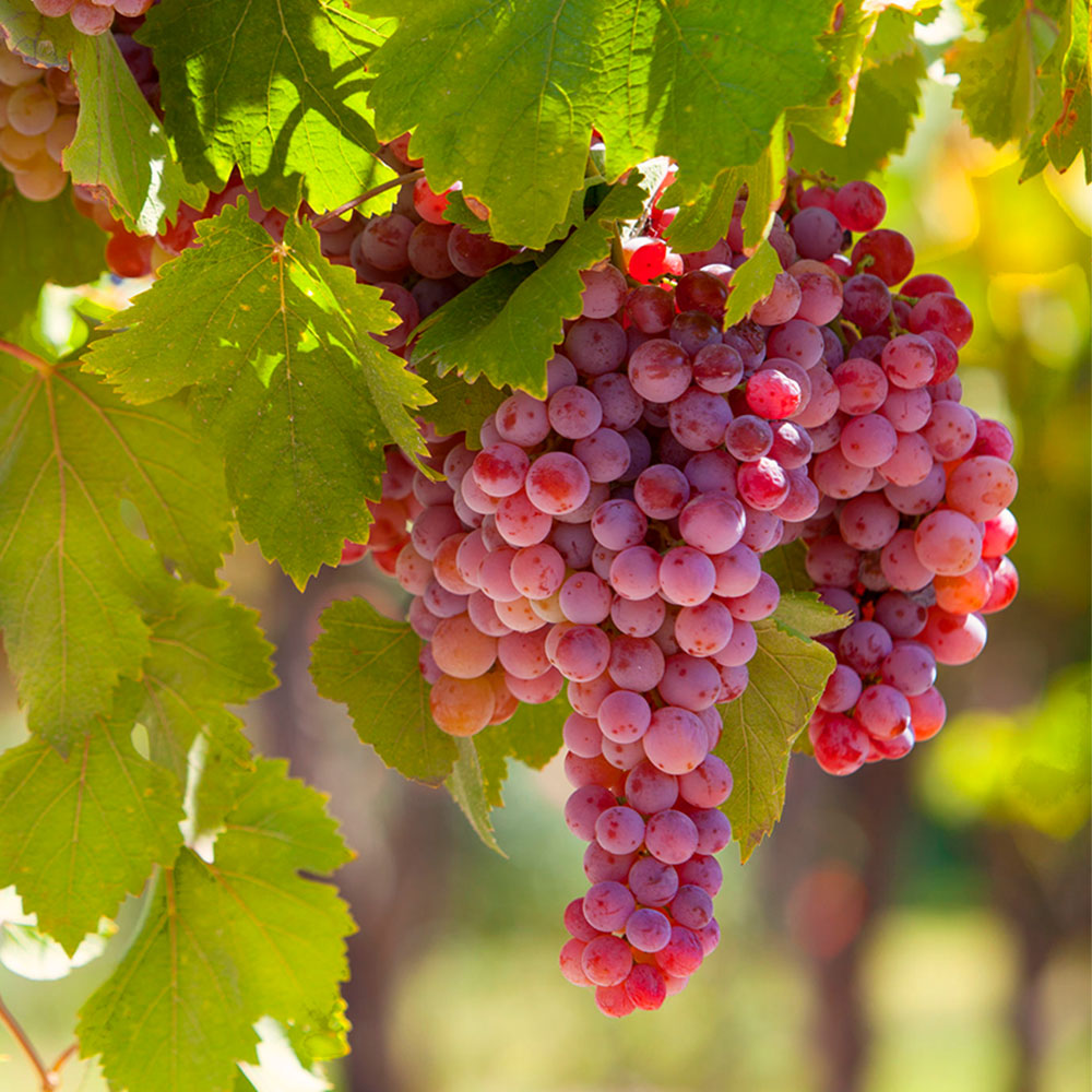 Weinrebe 'Suffolk Red'