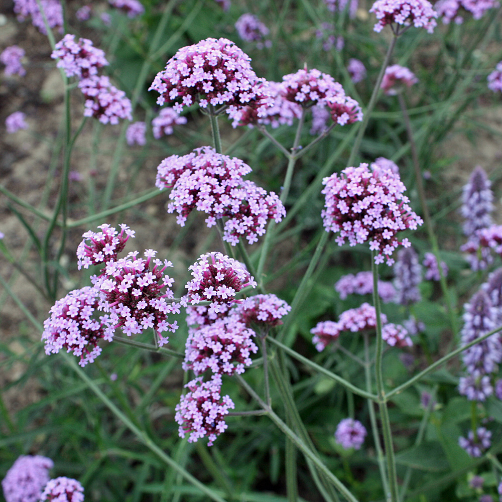 Argentinisches Eisenkraut, Verbena, Beetstaude