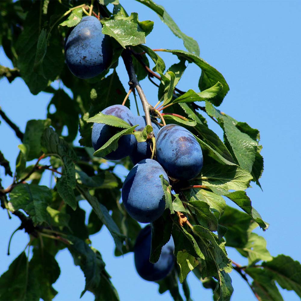 Zwetschge 'Elena' ®