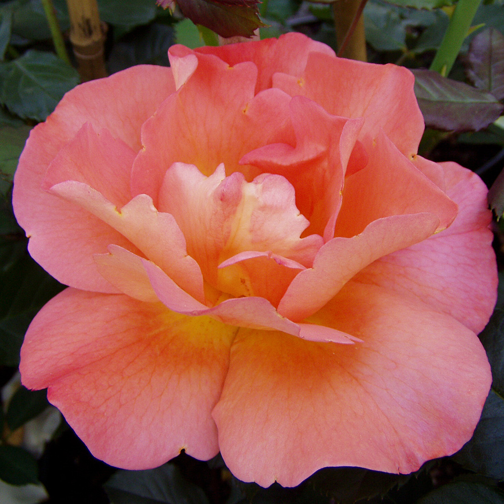 Strauchrose Westerland, Rose, Blütenpflanze
