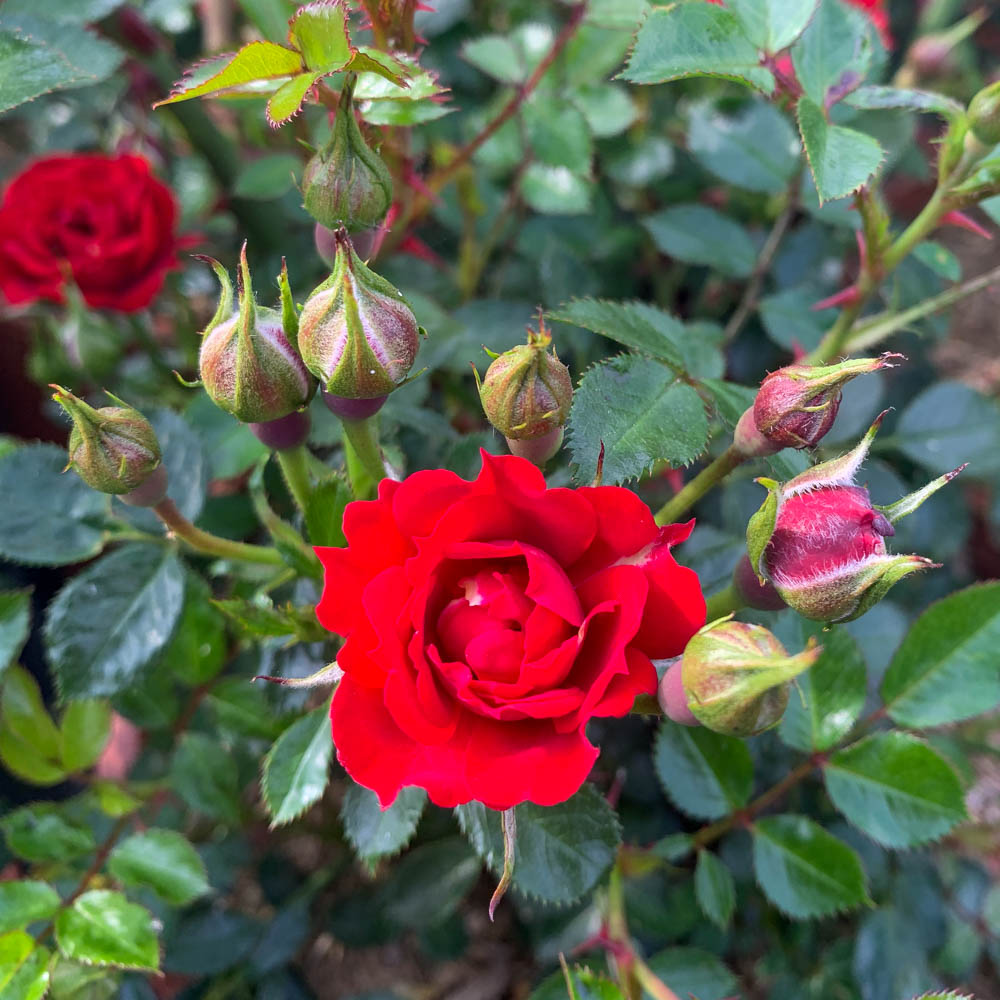 Bodendeckerrose 'Die roten Teufel'