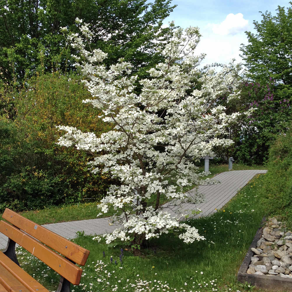 Blumenhartriegel, Blütenstrauch, Frühjahrsblüher