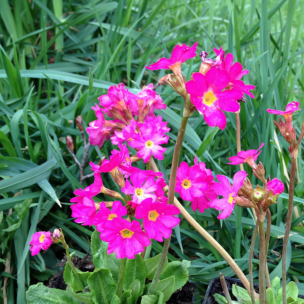 Rosenprimel Gigas, Primel, Frühling
