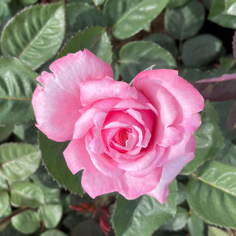 Strauchrose 'Never Ending Story' ®