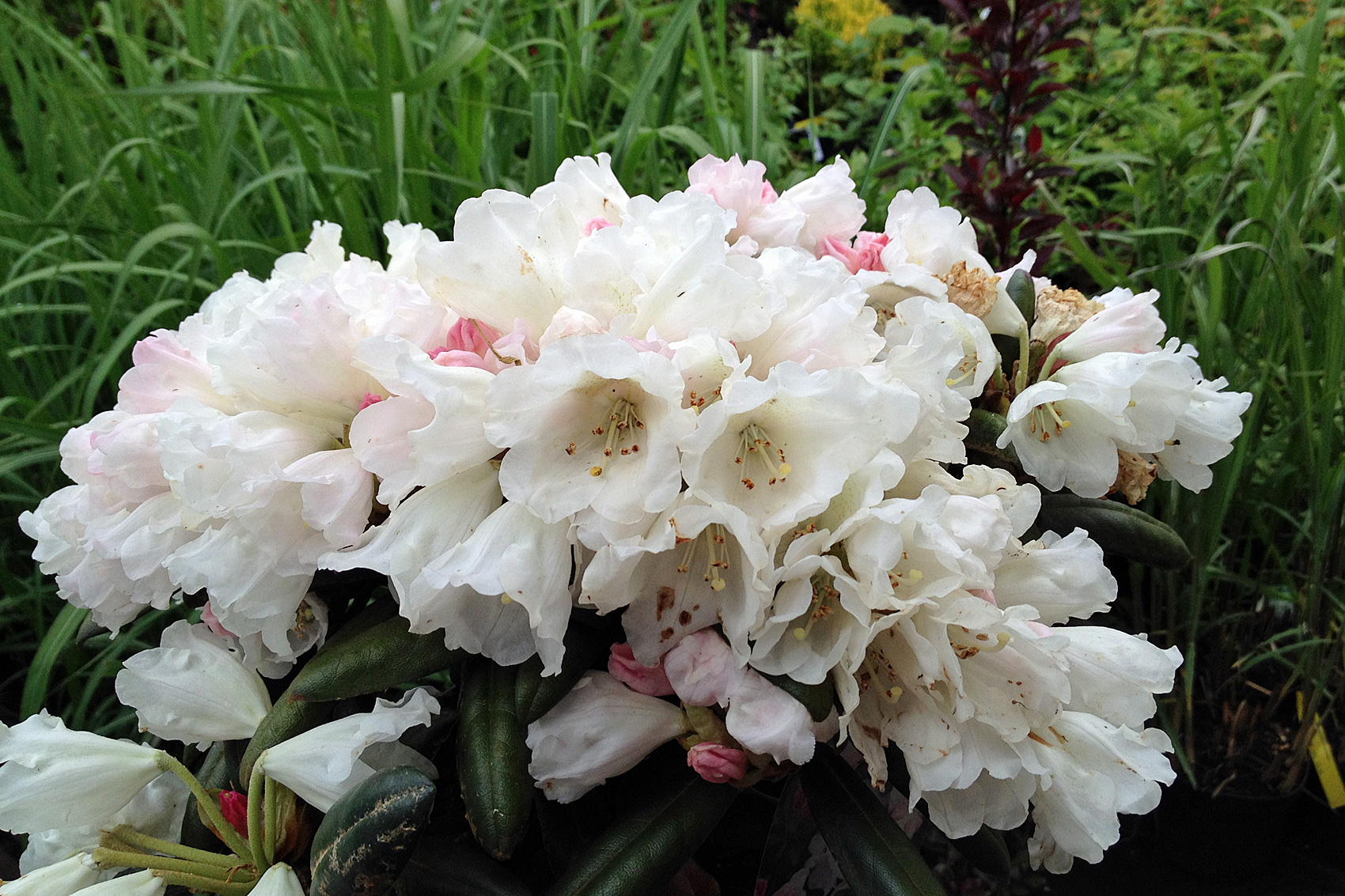 Yakushimanum Rhododendren