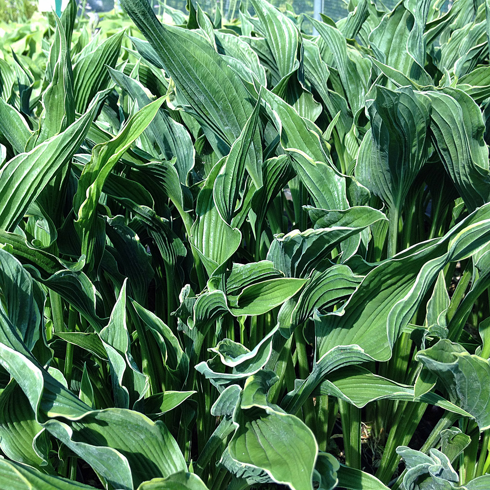 Funkie, Hosta, Unterbepflanzung, Schattenpflanze