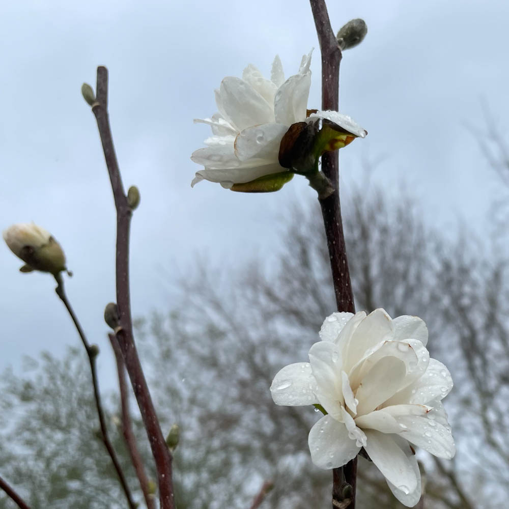 Magnolie 'Mag's Pirouette'