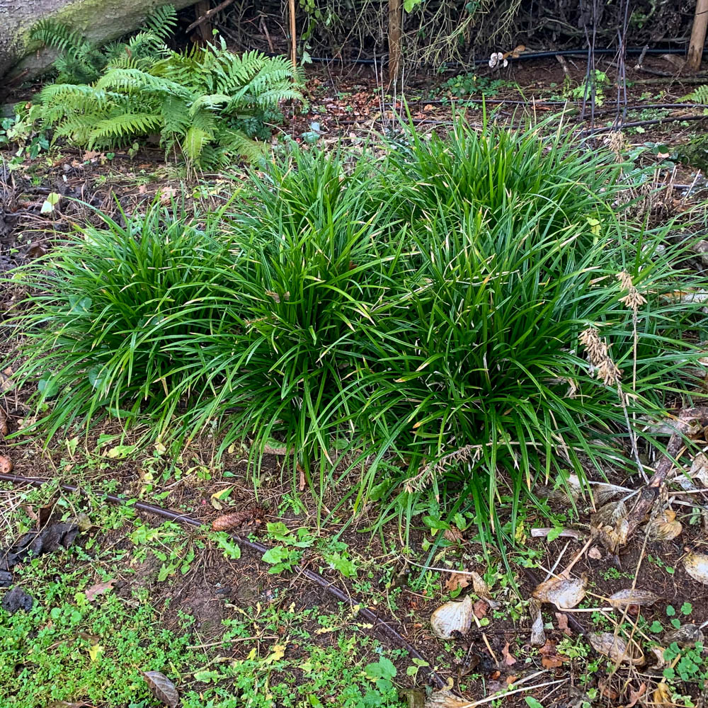 Teppich-Japan-Segge 'Irish Green'
