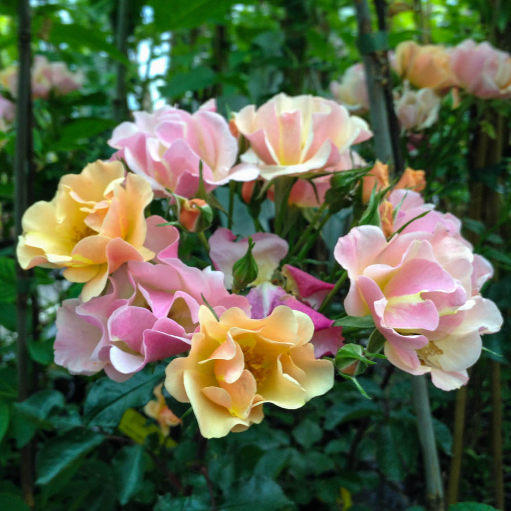 Bodendeckerrose 'Jazz ®'