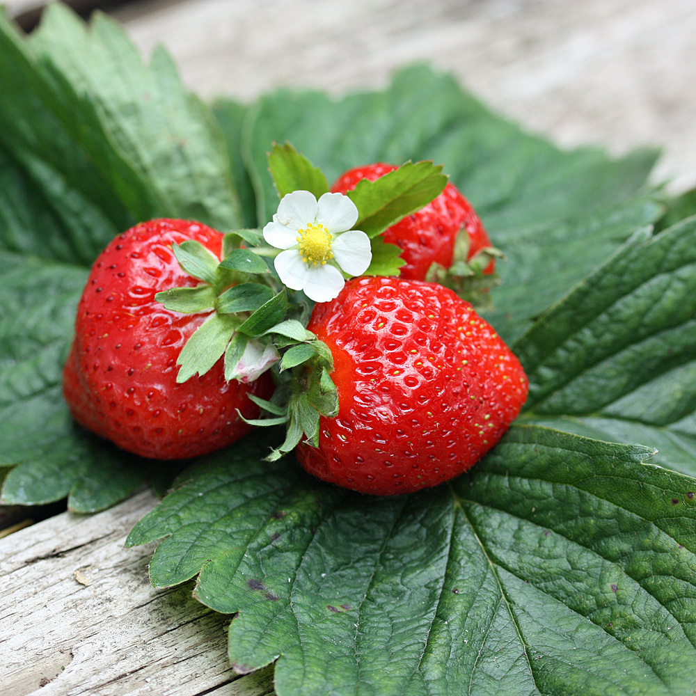 Erdbeere, Früchte, Obstgarten