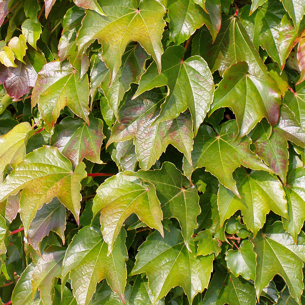 Wilder Wein 'Veitchii'