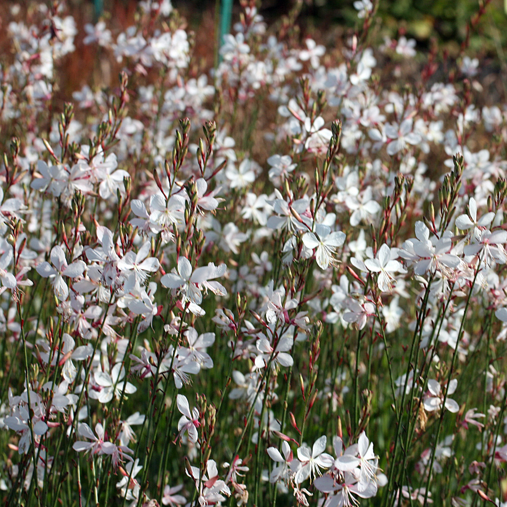 Prachtkerze Weiss, Gaura, Prachtstaude
