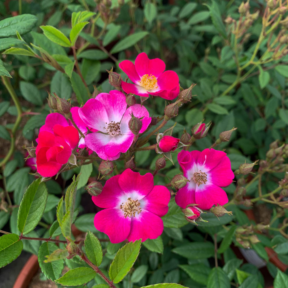 Strauchrose 'Mozart'