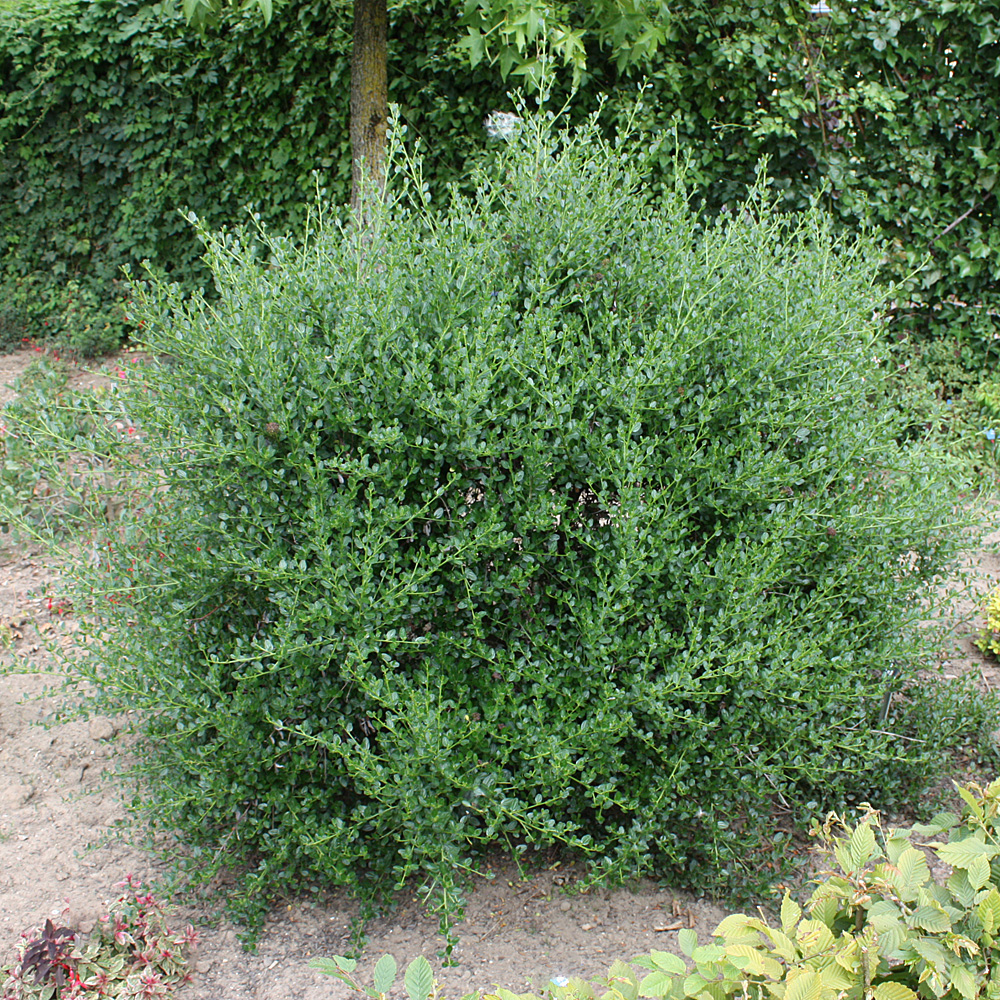 Säckelblume Victoria, Blütengehölz, Zierpflanze