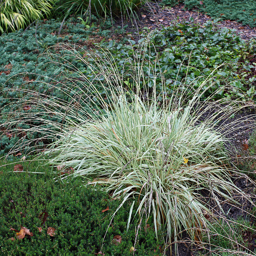 Pfeifengras Variegata, Molina, gestreiftes Gras