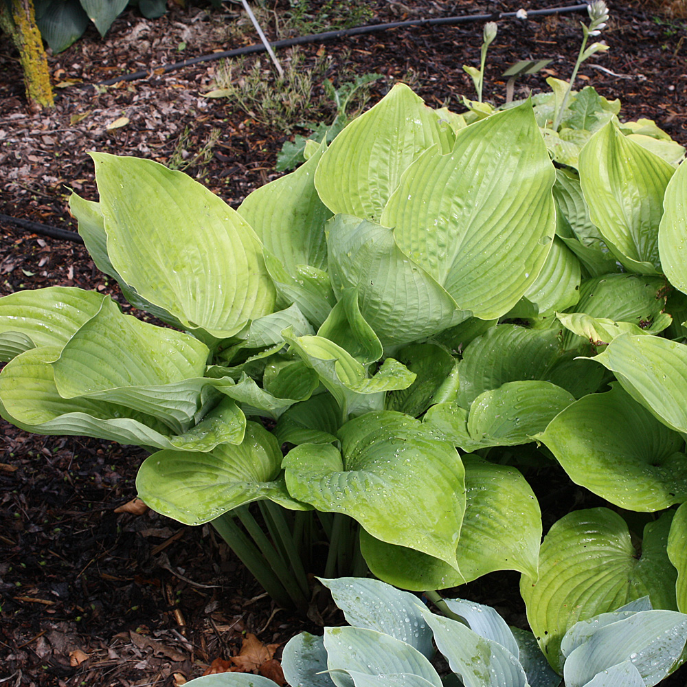 Funkie Sum an Substance, Hosta, Blattschmuckstaude