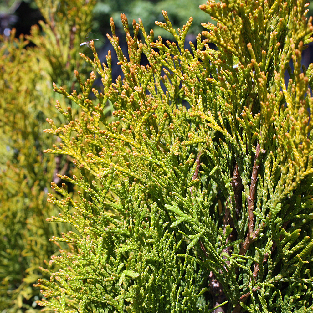 Thuja Golden Smaragd, Lebensbaum, immergrün