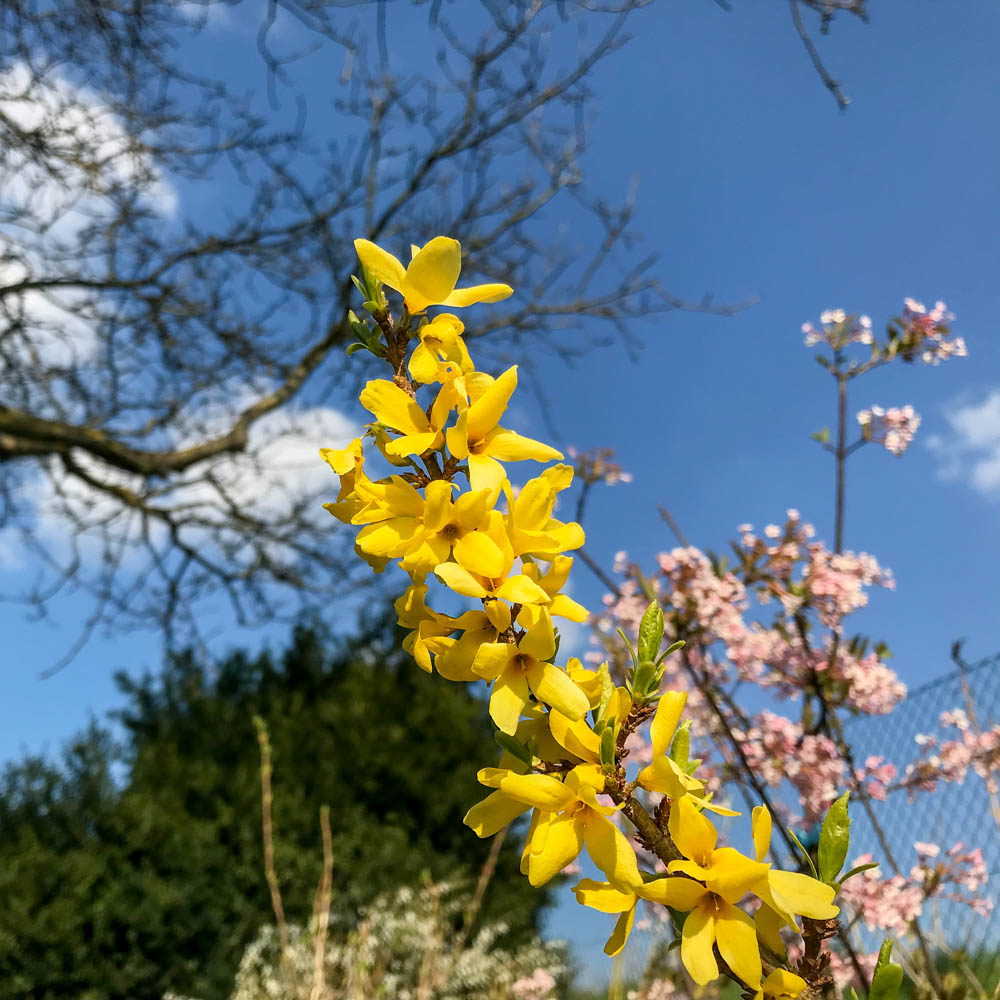 Forsythie 'Melee d Or'