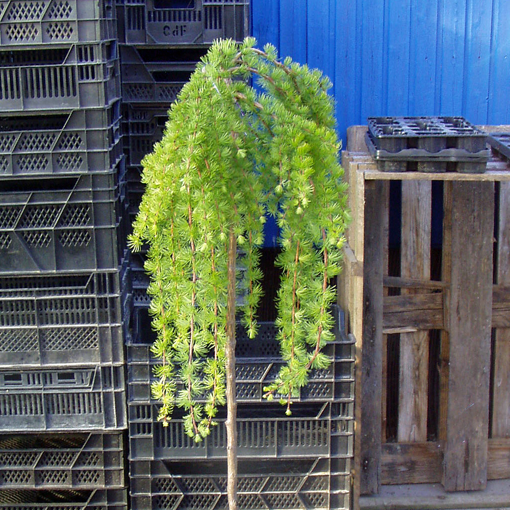 Hängelärche, Lärche, Larix, Hochstämmchen, Zierstamm