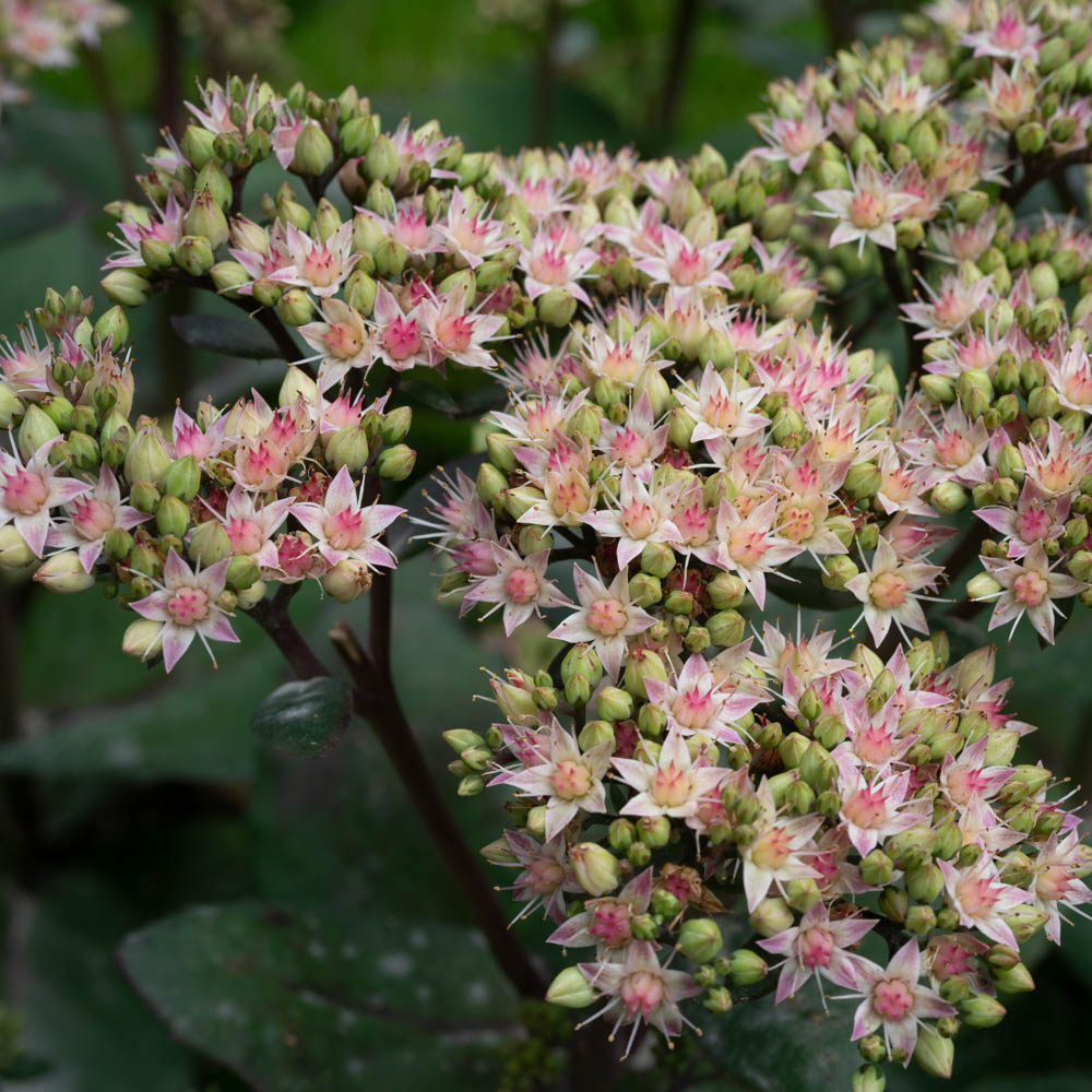 Fetthenne Matrona, Sedum, Steingarten