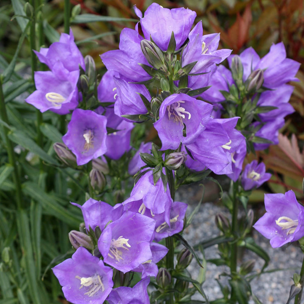 Pfirsichblättrige Glockenblume 'Grandiflora Coerulea'