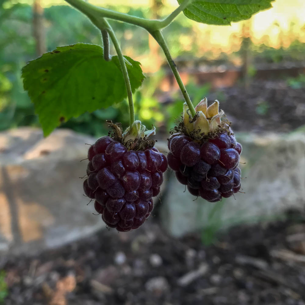 Himbeere-Brombeere Kreuzung 'Tayberry Buckingham'