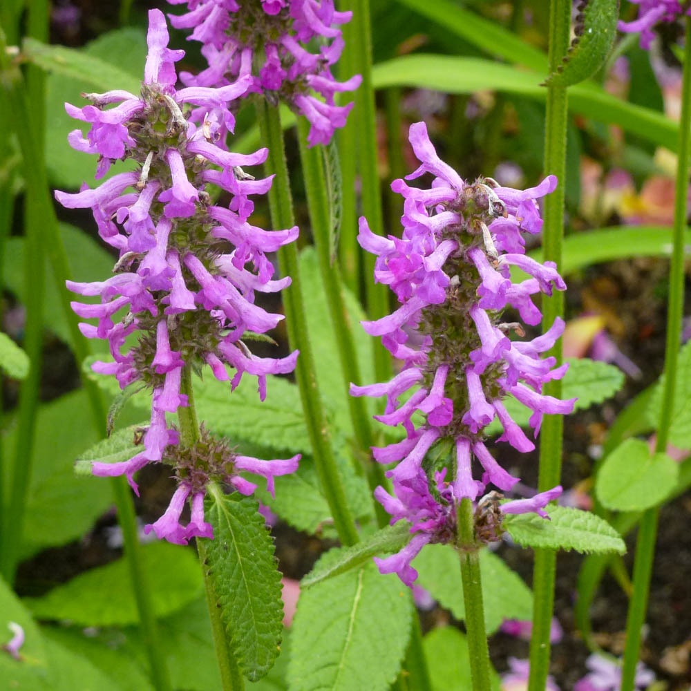 Dichtblütiger Ziest Hummelo, Stachys, Blütenstaude
