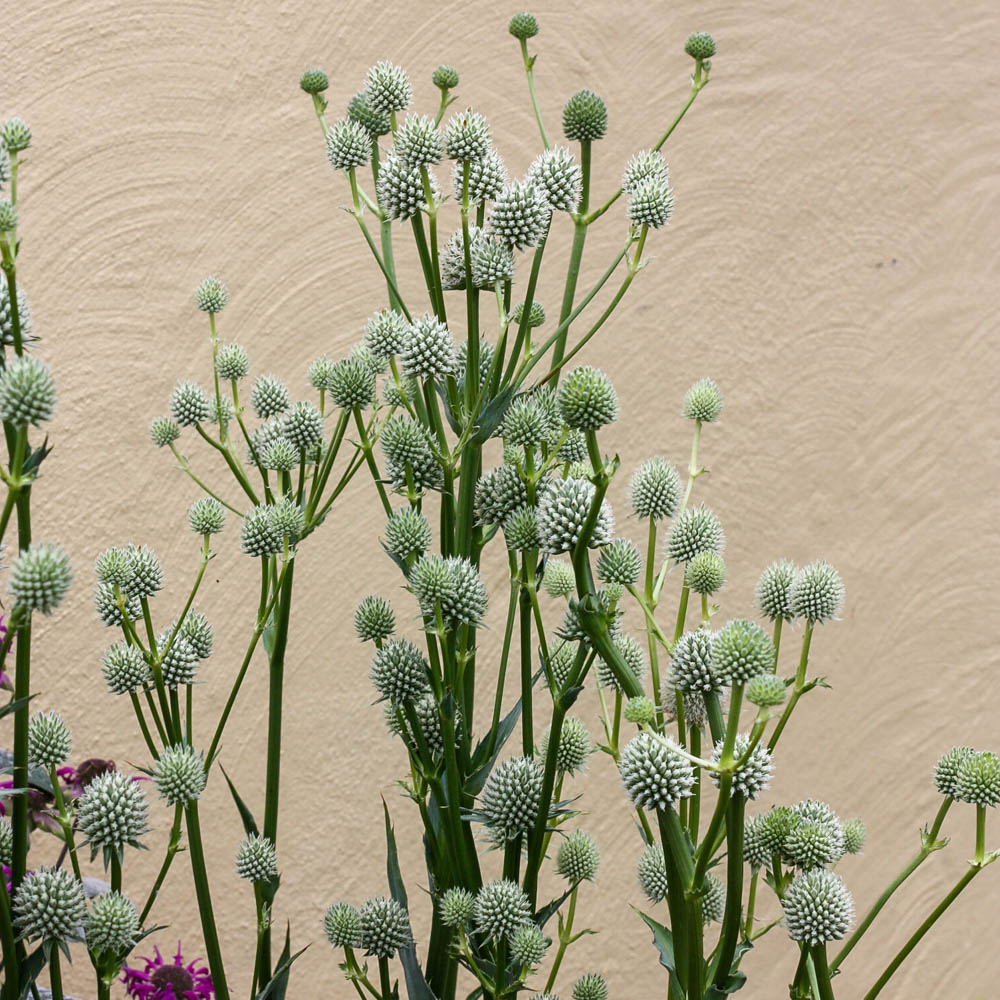 Prärie-Edeldistel