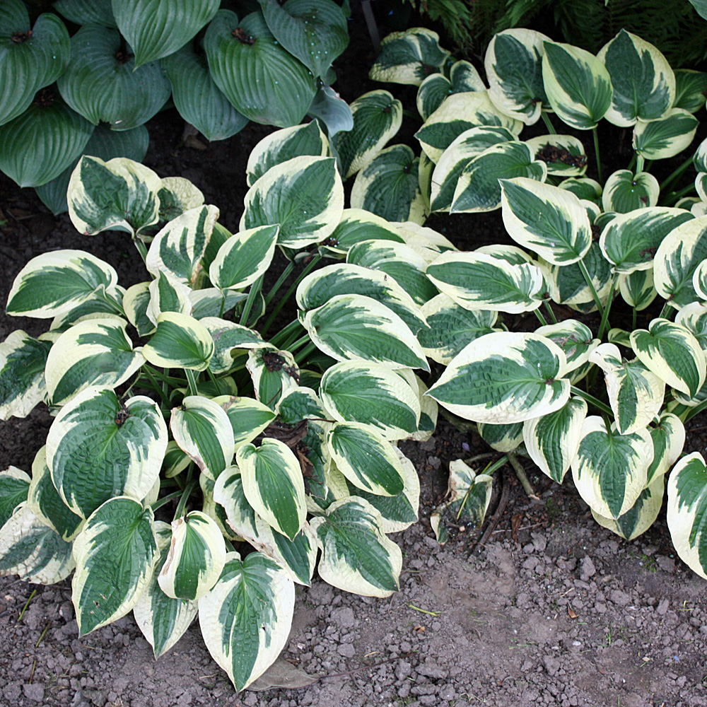 Funkie Patriot, Hosta, Blattschmuckstaude