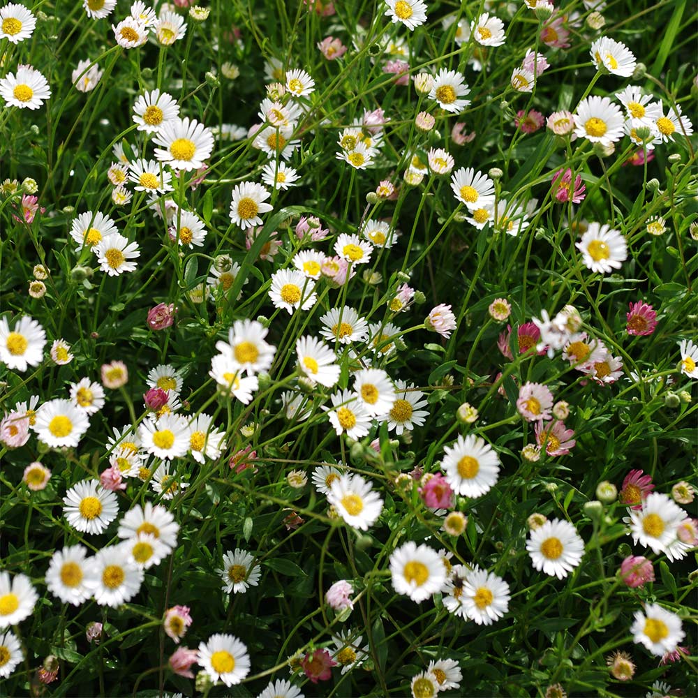 Spanische Gänseblümchen