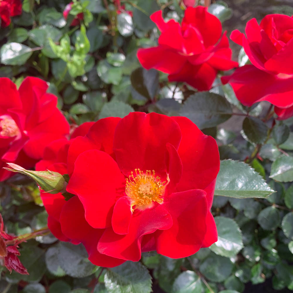 Bodendeckerrose 'Horizont'