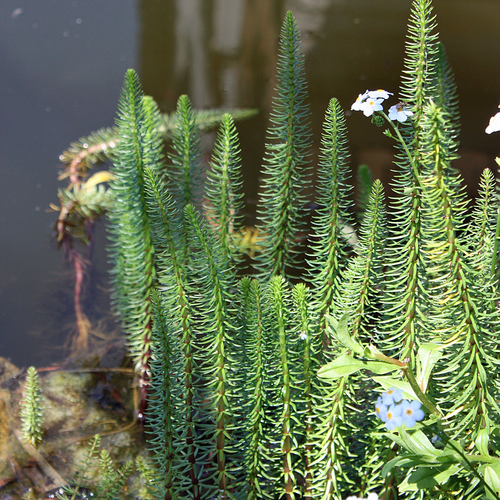 Tannenwedel, Hippuris, Wasserpflanze