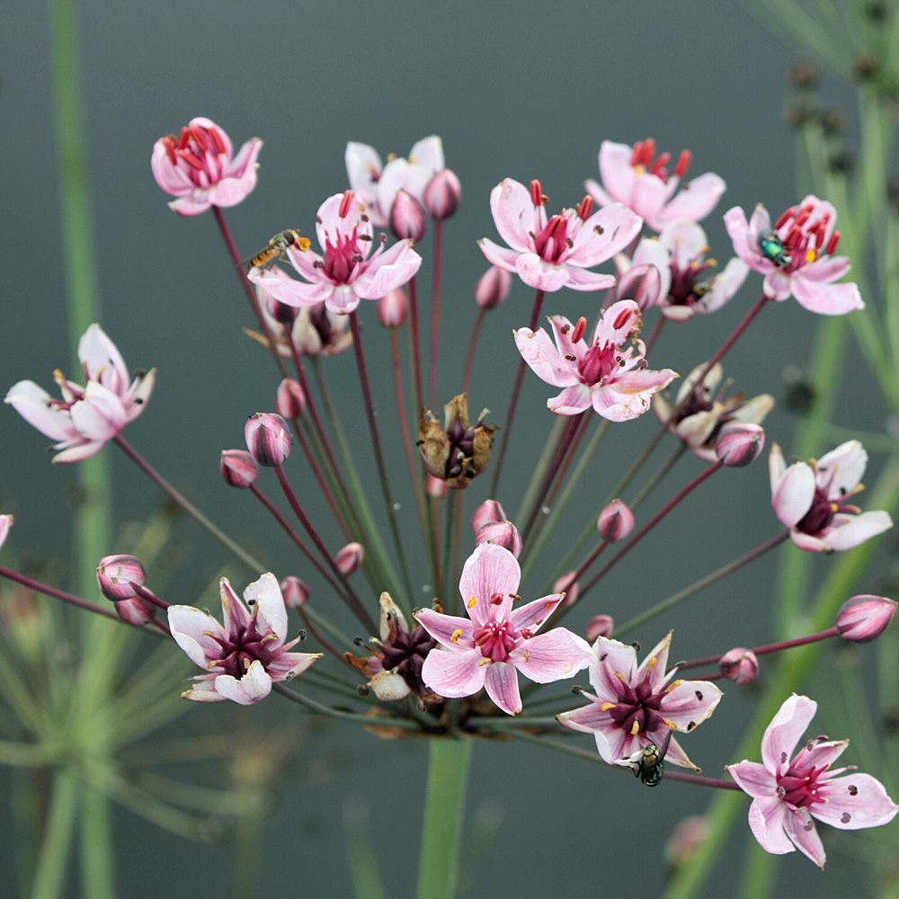 Blumenbinse, Butomus umbellatus, Wasserpflanze