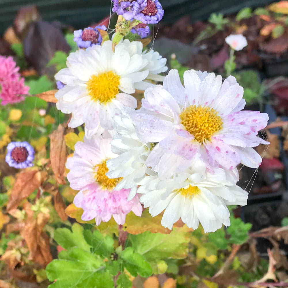 Winteraster 'Poesie'