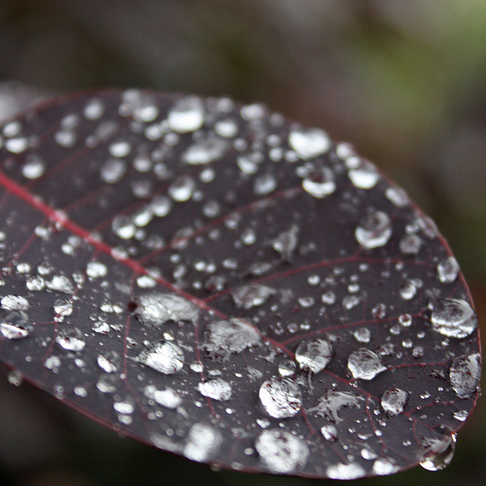 Roter Perückenstrauch, Cotinus, Blattschmuck