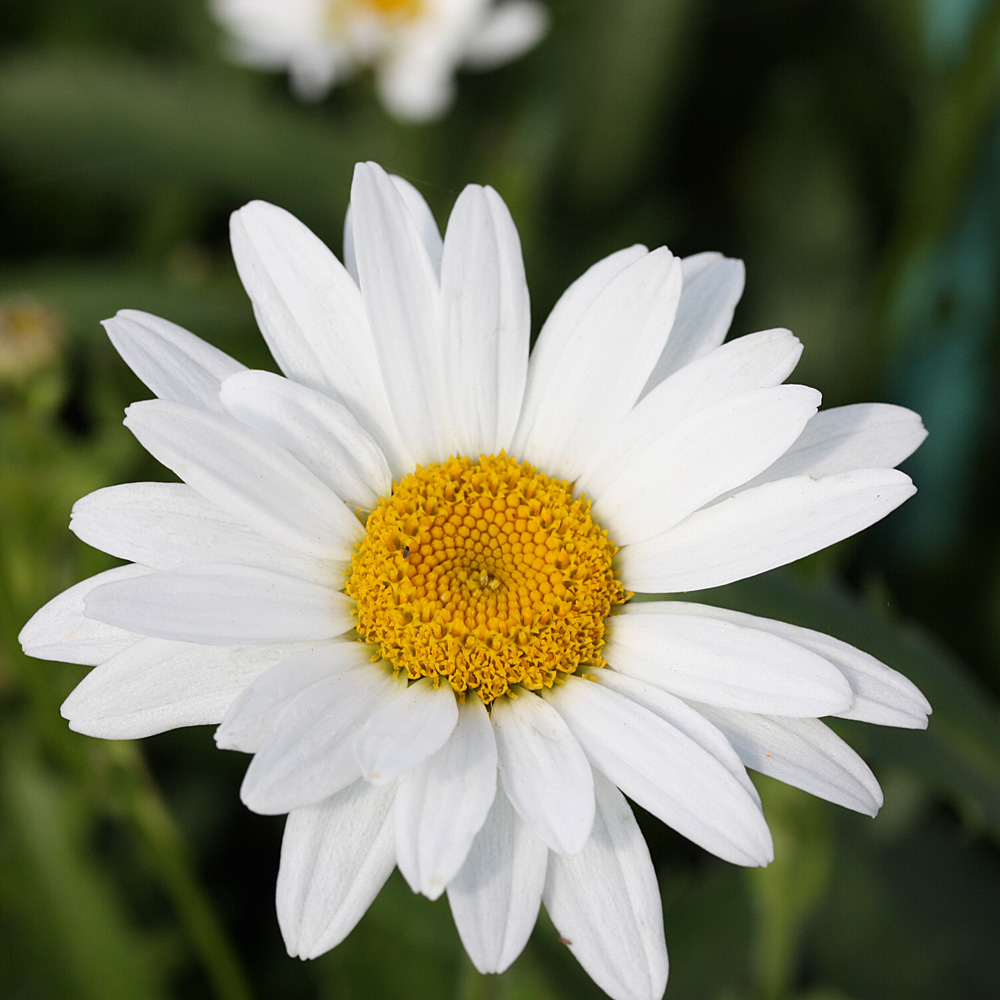Margerite Silberprinzesschen, Leucanthemum