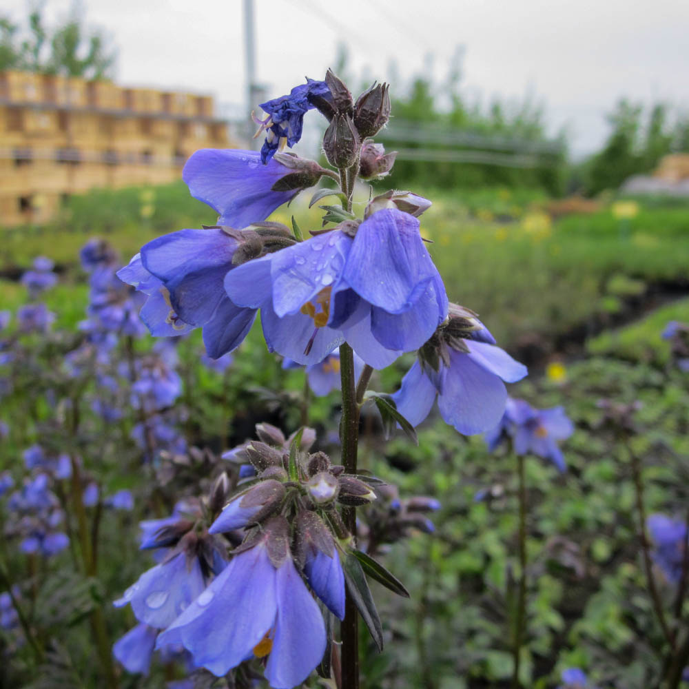 Purpur-Jakobsleiter 'Purple Rain'