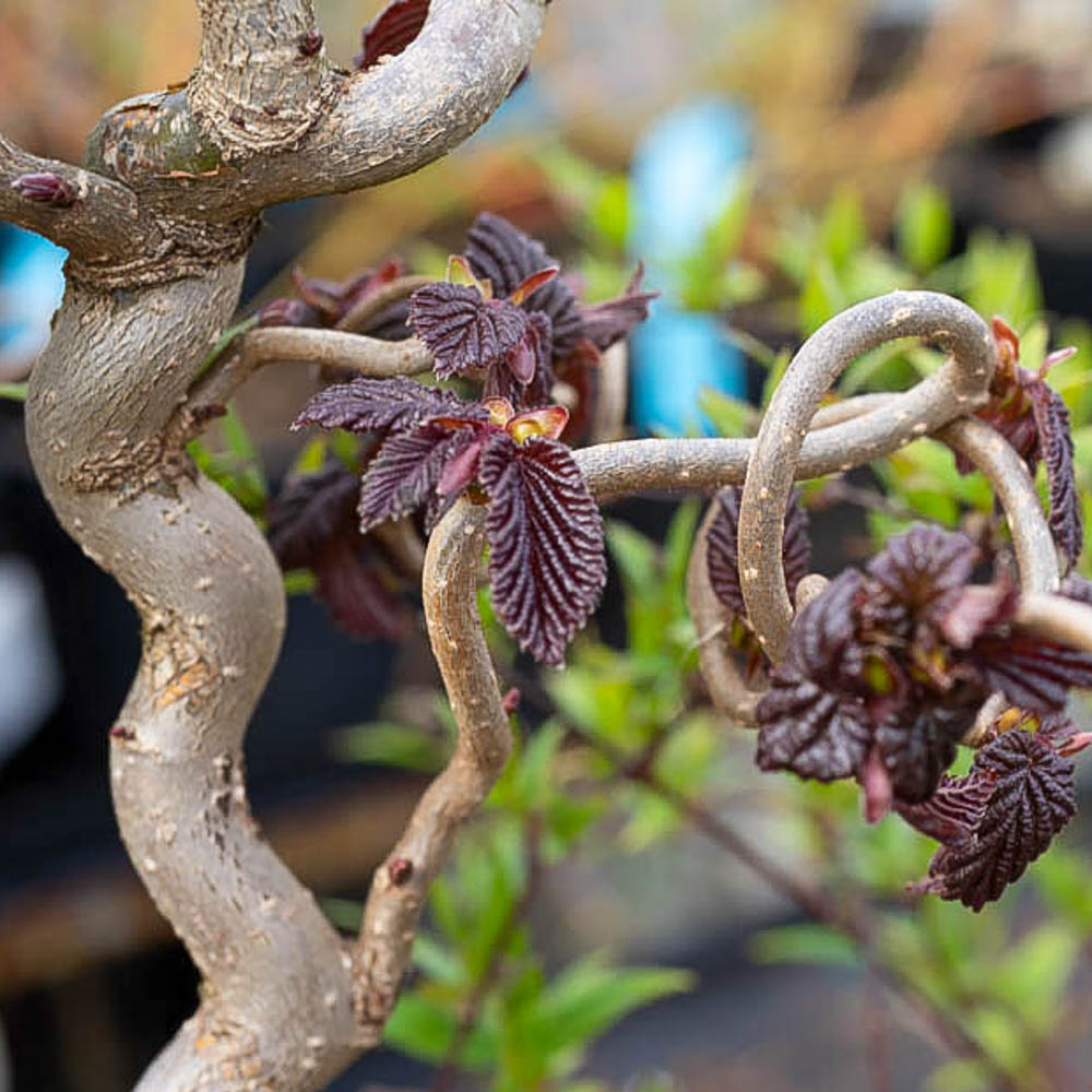 Korkenzieherhasel 'Red Majestic'