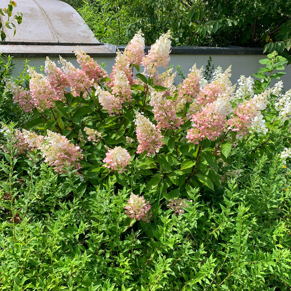 Rispenhortensie 'Mega Mindy'®