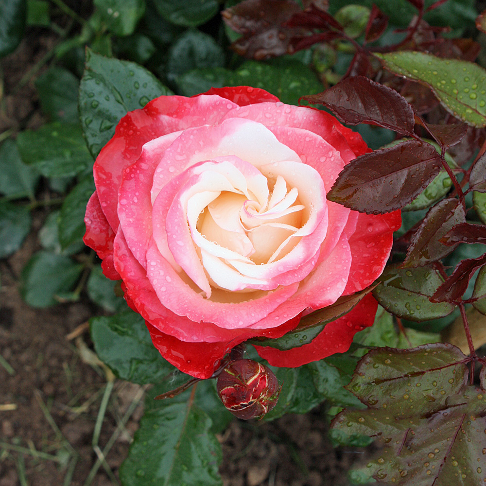 Edelrose Nostalgie, Rose, Blütenpflanze