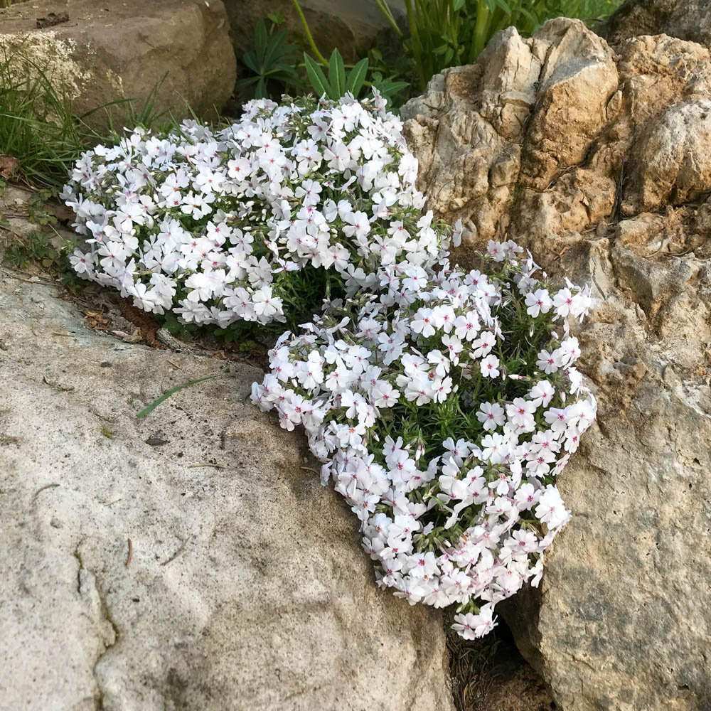 Teppichphlox 'Amazing Grace'